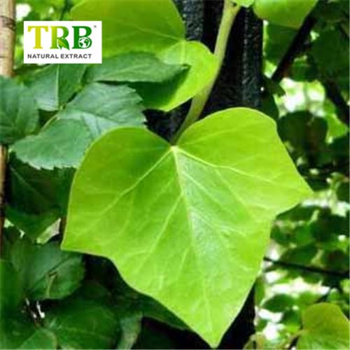 Wholesale Ivy Extract Hederacoside C Manufacturer, Factories