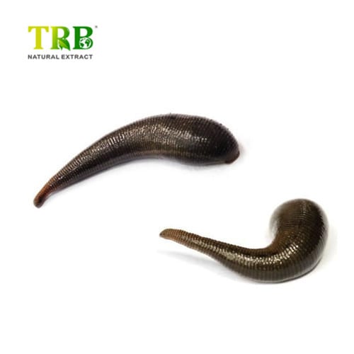 Wholesale Leech Hirudin Suppliers, Factory