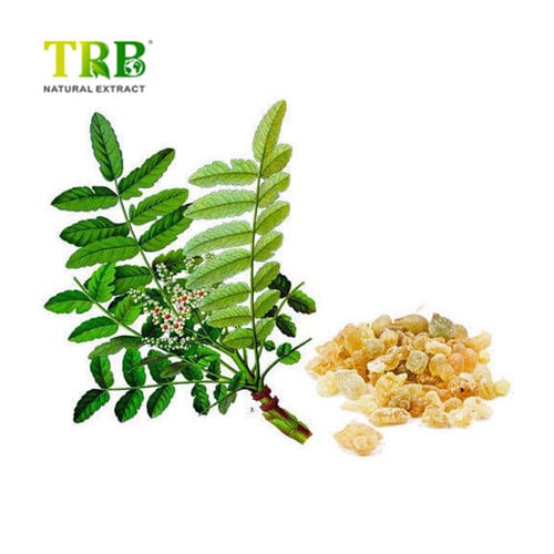 Wholesale Boswellia Serrata Extract  Supplier, Suppliers