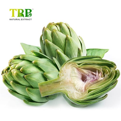 China Artichoke Extract Powder Cynarin Manufacturers, Supplier