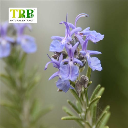 Wholesale Rosemary Extract  Supplier, Suppliers