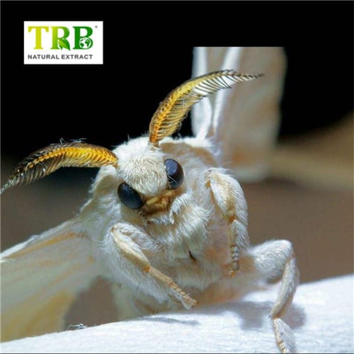 Wholesale Bombyx Mori L Manufacturers, Factories