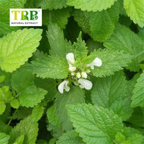 China Balm Mint Extract Manufacturer, Factory