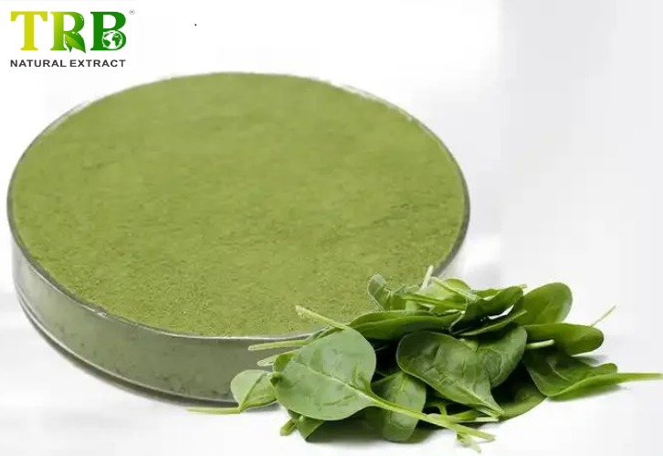 China Spinach Powder Manufacturers, Factory