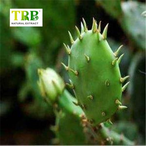 China Cactus Extract Factory, Factories