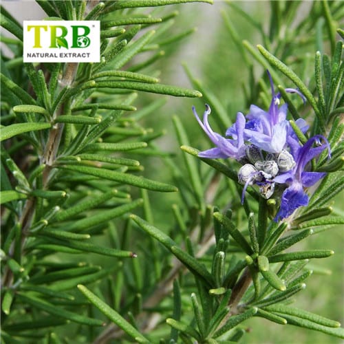 Wholesale Rosemary Extract  Supplier, Suppliers