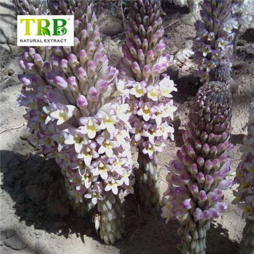 China Cistanche Extract Manufacturers, Factory