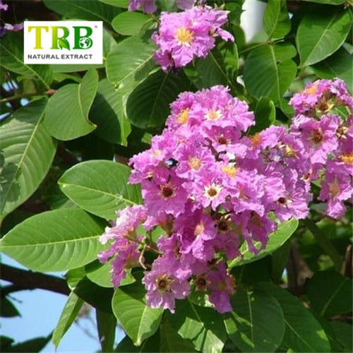 Wholesale Banaba Leaf Extract Corosolic Acid Supplier, Suppliers