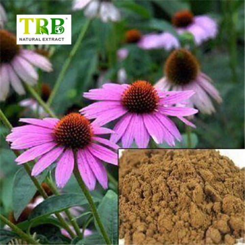 Wholesale Echinacea Purpurea Extract Manufacturer, Manufacturers
