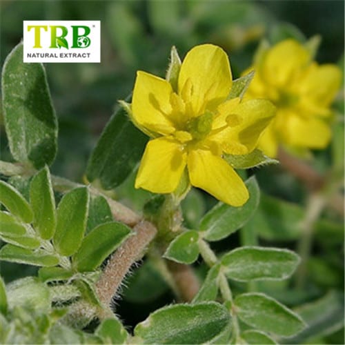 China Tribulus Terrestris Extract Supplier, Factories