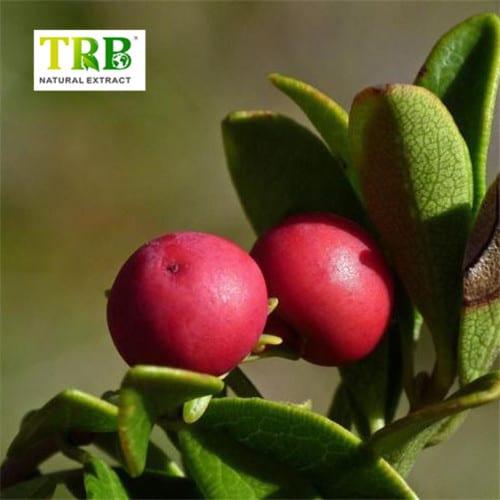 China Hawthorn Leaf Extract Factory, Factories