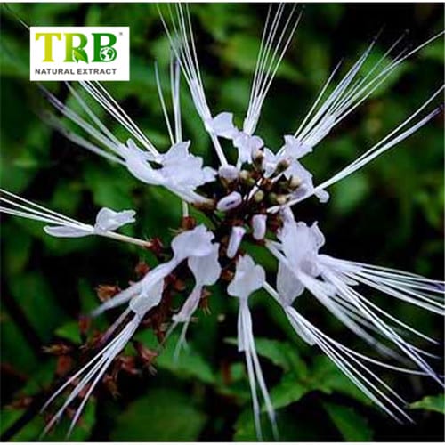 China Orthosiphon Stamineus Extract Supplier, Suppliers