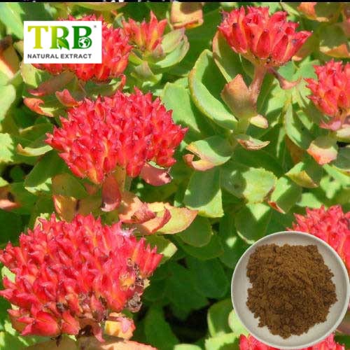 Wholesale Rhodiola Rosea Extract Manufacturers, Factories