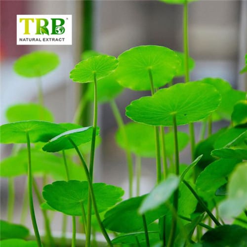 China Gotu Kola Extract Asiaticoside  Manufacturer, Suppliers