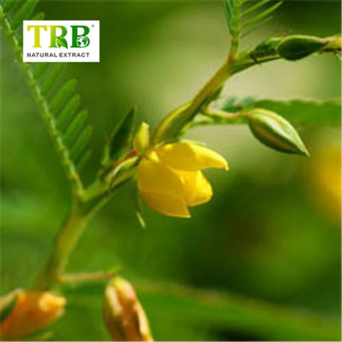 China Cassia Nomame Extract Manufacturers, Supplier