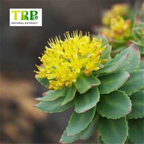Wholesale Rhodiola Rosea Extract Manufacturers, Factories