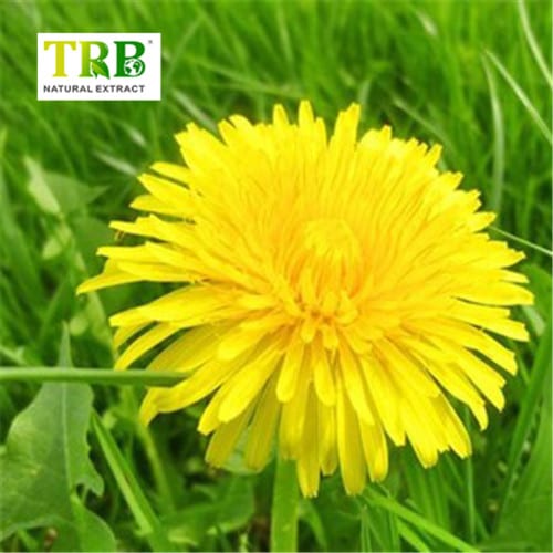 China Dandelion Extract  Manufacturer, Manufacturers