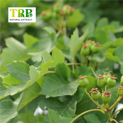 China Hawthorn Leaf Extract Factory, Factories