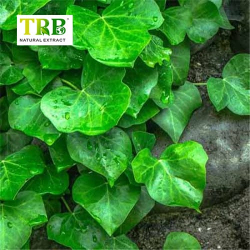 Wholesale Ivy Extract Hederacoside C Manufacturer, Factories