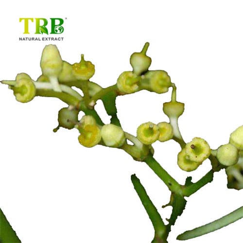 Wholesale Cissus Quadrangularis extract Manufacturers, Factory