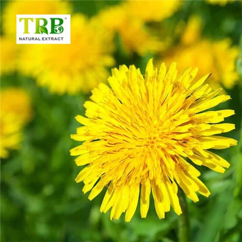 China Dandelion Extract  Manufacturer, Manufacturers