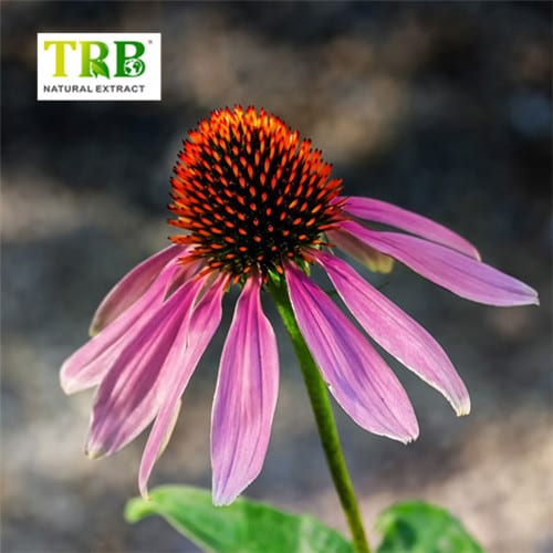Wholesale Echinacea Purpurea Extract Manufacturer, Manufacturers