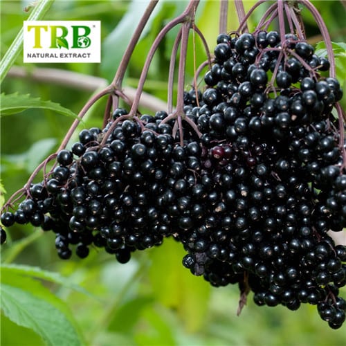China Elderberry Extract  Manufacturer, Factories