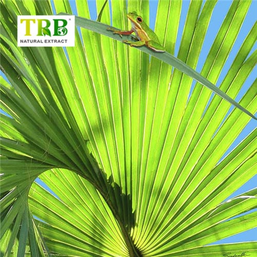 Wholesale Saw Palmetto Extract  Suppliers, Factory
