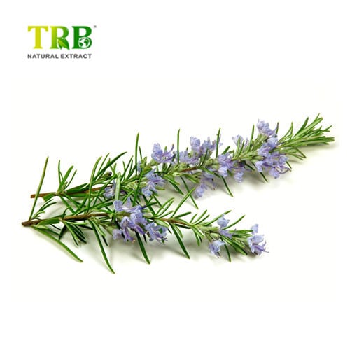 Wholesale Rosemary Extract  Supplier, Suppliers