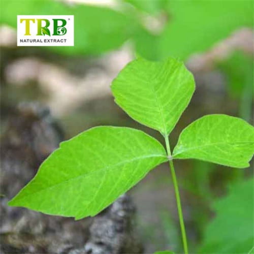 Wholesale Ivy Extract Hederacoside C Manufacturer, Factories