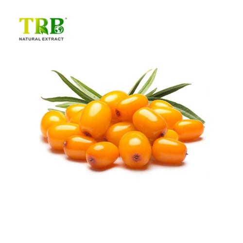 China Hippophae Rhamnoides Extract Manufacturer, Manufacturers