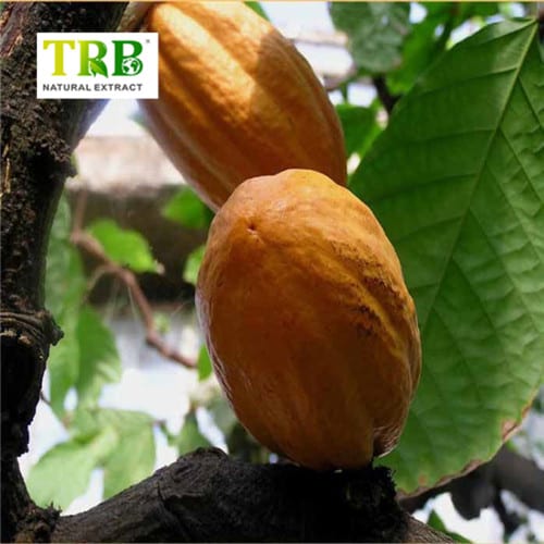 China Kola Nut Extract Factory, Factories