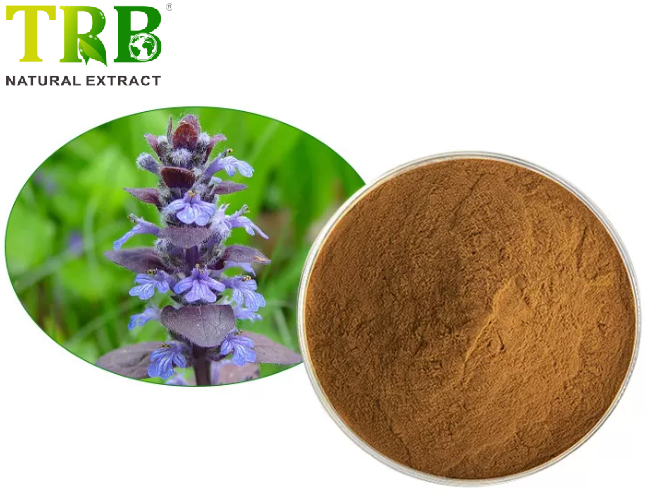 China Ajuga Turkestanica Extract Suppliers, Factories