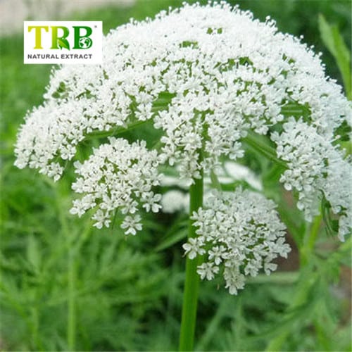 China Cnidium Monnieri Extract Manufacturers, Factory