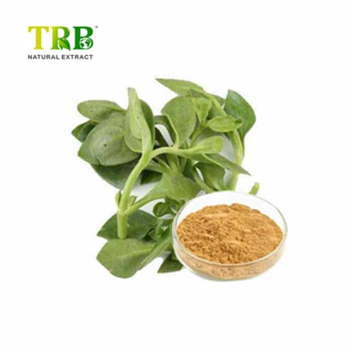 China Kava Extract Manufacturers, Factory