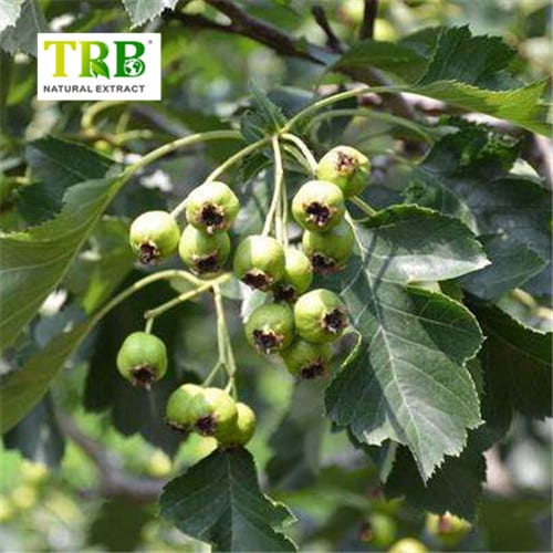 China Hawthorn Leaf Extract Factory, Factories