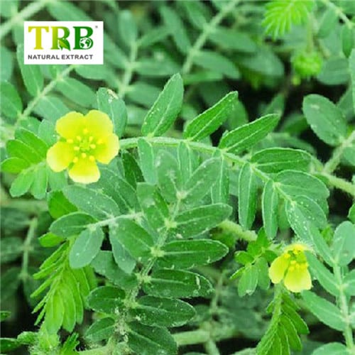 China Tribulus Terrestris Extract Supplier, Factories