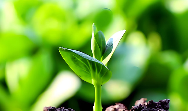 TRB BioExtract international trade and supply chain - pure natural plant extract for global health industry