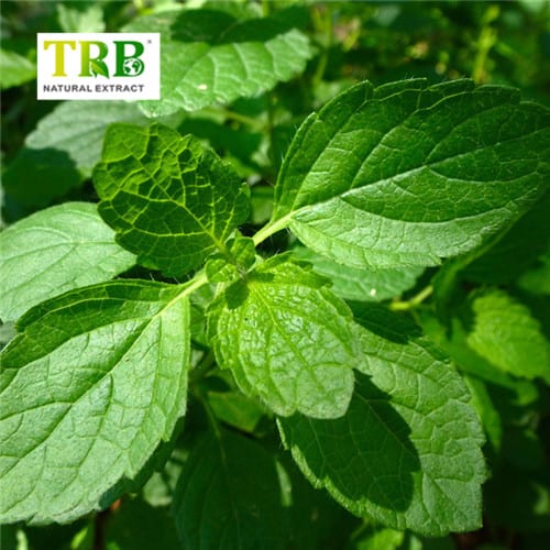 China Balm Mint Extract Manufacturer, Factory