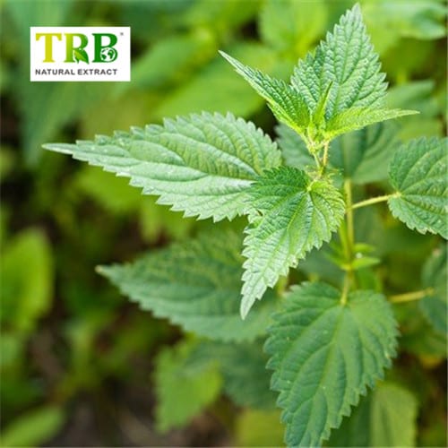 China Nettle Extract  Manufacturer, Supplier