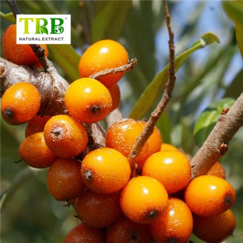 China Hippophae Rhamnoides Extract Manufacturer, Manufacturers