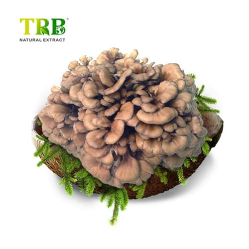 Wholesale Maitake Mushroom Extract Factory, Factories