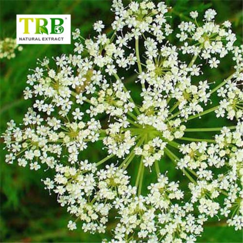 China Cnidium Monnieri Extract Manufacturers, Factory