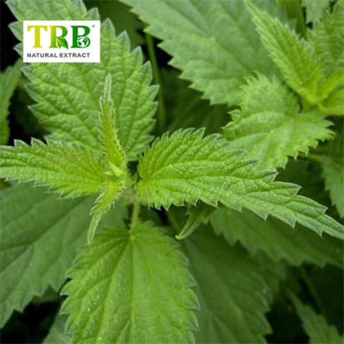 China Nettle Extract  Manufacturer, Supplier