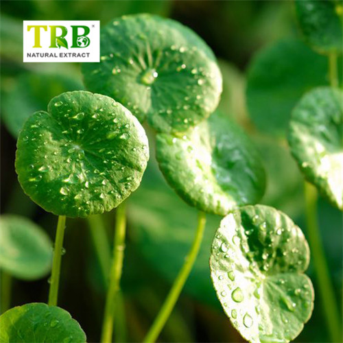 China Gotu Kola Extract Asiaticoside  Manufacturer, Suppliers