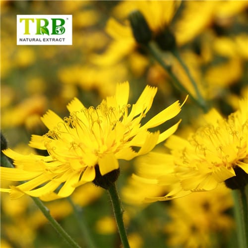 China Dandelion Extract  Manufacturer, Manufacturers