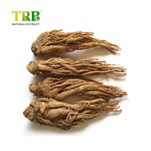 China Angelica Extract  Manufacturers, Factory