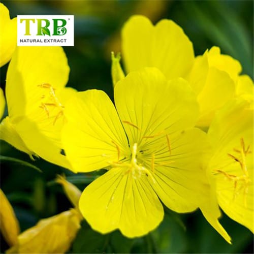 China Evening Primrose Oil  Manufacturers, Suppliers