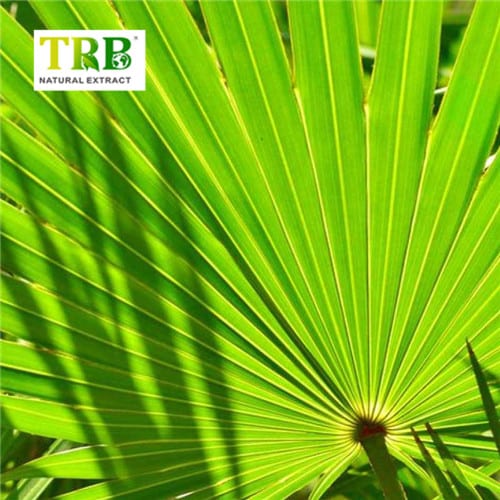 Wholesale Saw Palmetto Extract  Suppliers, Factory