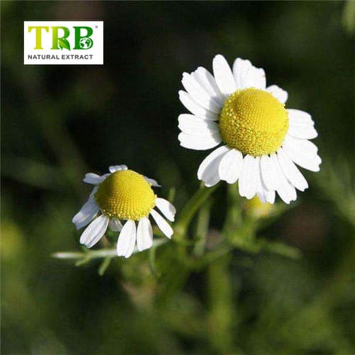 Wholesale Chamomile Extract Apigenin  Suppliers, Factory
